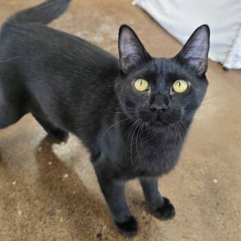 Domestic Short Hair Cats Available for Adoption in Nashville, Tennessee - Thunder | PetCurious