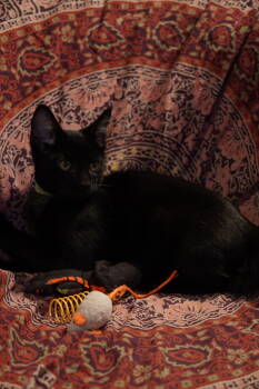 Rescue Domestic Short Hair Cats for Adoption in Cincinnati, Ohio - Slurp | PetCurious