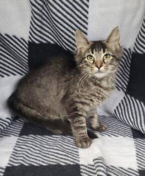 7095 (Waffle) -  Domestic Long Hair Cat for Adoption in Lake City, Michigan - 7095 (Waffle) | PetCurious