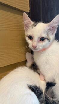 Geodis (Orange) -  Domestic Short Hair Cat for Adoption in Clarksville, Tennessee - Geodis (Orange) | PetCurious