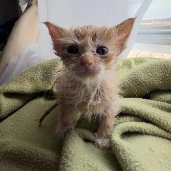 Domestic Short Hair Cats Available for Adoption in Kanab, Utah - Ambrosia | PetCurious