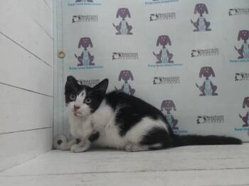 A598108 -  Domestic Short Hair Cat for Adoption in Orlando, Florida - A598108 | PetCurious