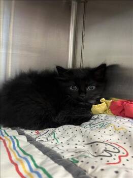 Domestic Long Hair Cats Available for Adoption in Houston, Texas - A654984 | PetCurious
