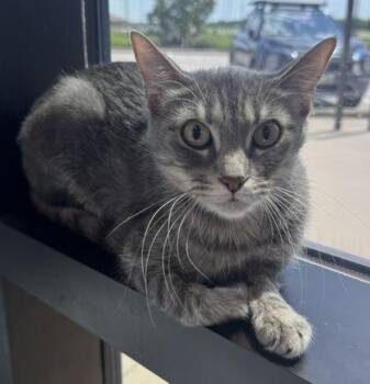 Carly -  American Shorthair and Domestic Short Hair Cat for Adoption in Fort Worth, Texas - Carly | PetCurious