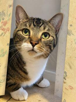 Clover -  American Shorthair Cat for Adoption in Philadelphia, Pennsylvania - Clover | PetCurious