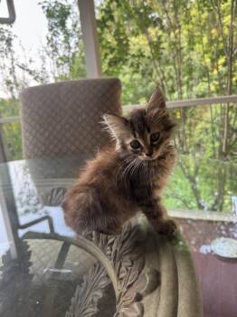 Maple -  Domestic Short Hair Cat for Adoption in Hickory, North Carolina - Maple | PetCurious