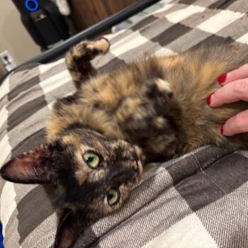 Zsa Zsa -  Domestic Short Hair Cat for Adoption in Buffalo, Minnesota - Zsa Zsa | PetCurious