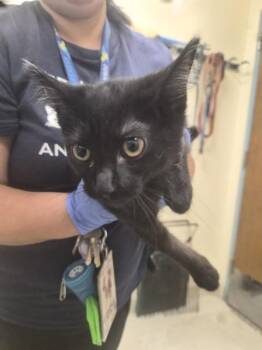 VIOLET -  Domestic Short Hair Cat for Adoption in Fremont, California - VIOLET | PetCurious