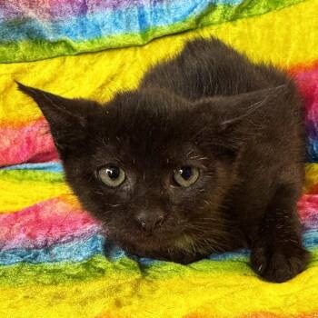 Domestic Short Hair Cats Available for Adoption - Tride | PetCurious