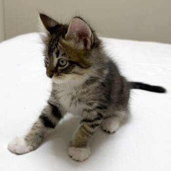 Toff 22 -  Domestic Medium Hair Cat for Adoption in Austin, Texas - Toff 22 | PetCurious