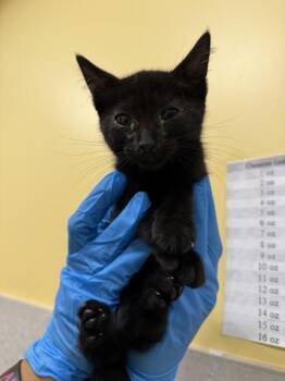 Luke Skywalker -  Domestic Short Hair Cat for Adoption in Honolulu, Hawaii - Luke Skywalker | PetCurious