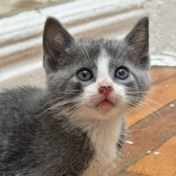 Spoon -  Domestic Short Hair Cat for Adoption in New York, New York - Spoon | PetCurious