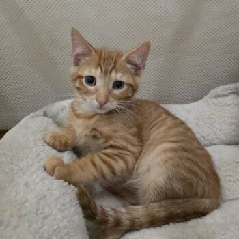 Canyon -  Domestic Short Hair Cat for Adoption in Mastic, New York - Canyon | PetCurious