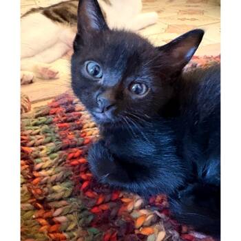 Domestic Short Hair Cats Available for Adoption in Austin, Texas - Omakase 5 | PetCurious