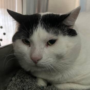 Truffle DAP -  Domestic Short Hair Cat for Adoption in Denver, Colorado - Truffle DAP | PetCurious
