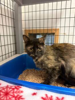 Athena -  Domestic Short Hair Cat for Adoption in Brookings, Oregon - Athena | PetCurious
