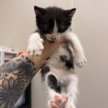 Domestic Short Hair Cats Available for Adoption in Morganton, North Carolina - Artichoke | PetCurious