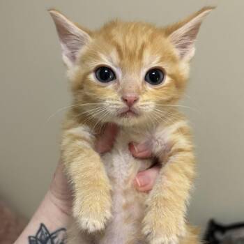 Nemo -  Domestic Short Hair Cat for Adoption in Cumming, Georgia - Nemo | PetCurious