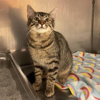 Domestic Short Hair Cats Available for Adoption in Monroe, Louisiana - Tab | PetCurious