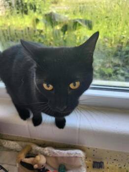 Mars -  Domestic Short Hair Cat for Adoption in Columbus, Indiana - Mars | PetCurious