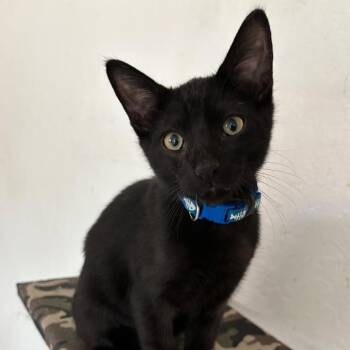 Cosmo -  Domestic Short Hair Cat for Adoption in Hemet, California - Cosmo | PetCurious