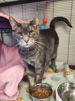 Rescue American Shorthair Cats for Adoption in Blountville, Tennessee - Gracie Mae | PetCurious