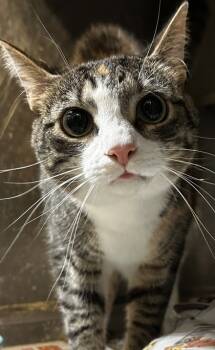 Rescue Domestic Short Hair Cats for Adoption in Spartanburg, South Carolina - Sylvia | PetCurious