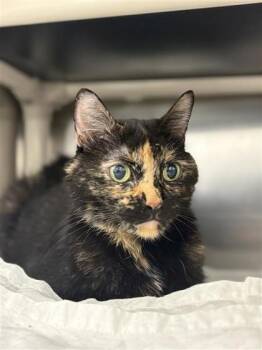 Domestic Short Hair Cats Available for Adoption - Maki | PetCurious