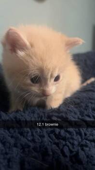 Brownie -  Domestic Short Hair Cat for Adoption in Johnson City, Tennessee - Brownie | PetCurious