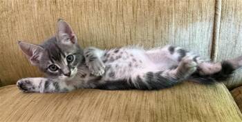 Domestic Short Hair Cats Available for Adoption in Sacramento, California - GALILEO | PetCurious