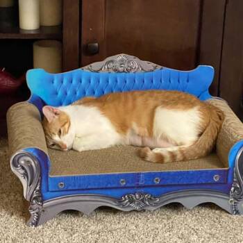 Damsel Knieriem -  Domestic Short Hair Cat for Adoption in Eagle Mountain, Utah - Damsel Knieriem | PetCurious