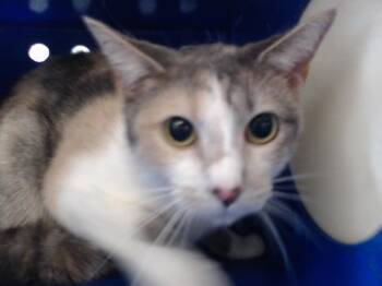 Rescue Domestic Short Hair Cats for Adoption in Orlando, Florida - VANELOPE NELL NELL | PetCurious