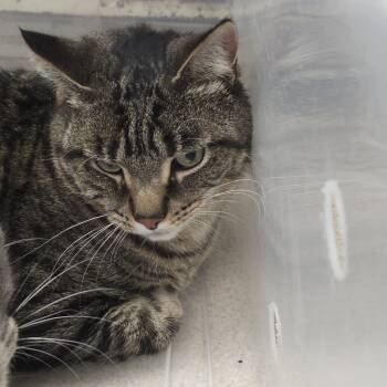 Rescue Domestic Short Hair Cats for Adoption in Evansville, Indiana - Pumba | PetCurious