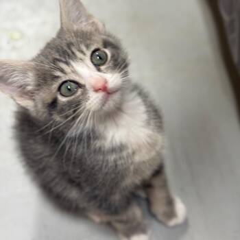 American Bobtail and Domestic Short Hair Cats Available for Adoption in Brownsboro, Alabama - Joshua Tree | PetCurious