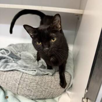 Betty -  Domestic Short Hair Cat for Adoption in Prosper, Texas - Betty | PetCurious