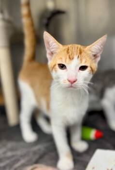 Scrubber -  Domestic Short Hair Cat for Adoption in Danielsville, Georgia - Scrubber | PetCurious
