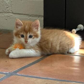 Domestic Medium Hair Cats Available for Adoption in Sunnyvale, California - Gourd | PetCurious