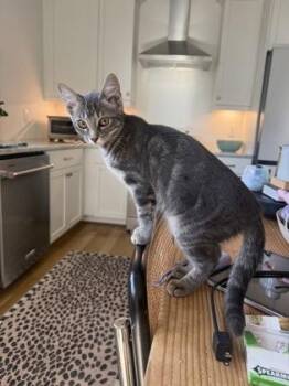 Eva -  Domestic Short Hair Cat for Adoption in Chamblee, Georgia - Eva | PetCurious