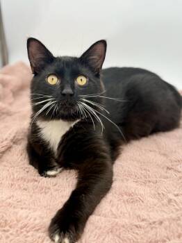 Doohickey -  Domestic Long Hair Cat for Adoption in Covington, Louisiana - Doohickey | PetCurious