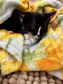 Rainbow -  Domestic Short Hair Cat for Adoption in Greensboro, North Carolina - Rainbow | PetCurious