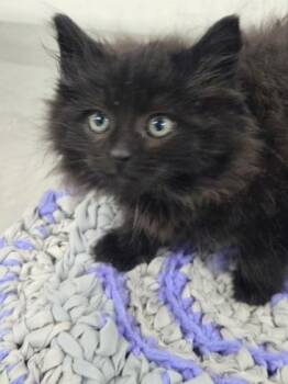 OOhLoopsy (Yellow Collar) -  Domestic Long Hair and Domestic Short Hair Cat for Adoption in Simcoe, Ontario - OOhLoopsy (Yellow Collar) | PetCurious
