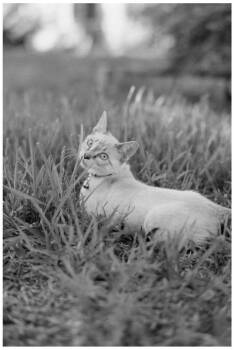 Lily Linx -  Siamese Cat for Adoption in New Braunfels, Texas - Lily Linx | PetCurious