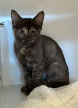 Sheeva -  Domestic Short Hair Cat for Adoption in Fairfax, Virginia - Sheeva | PetCurious