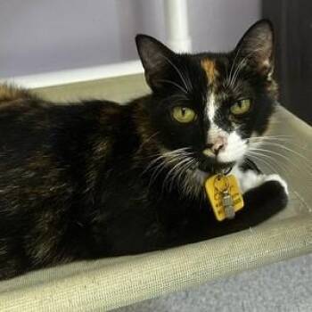 Beth - Wonderful Former Mom -  Calico Cat for Adoption in Hoquiam, Washington - Beth - Wonderful Former Mom | PetCurious