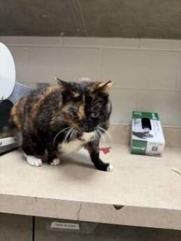 Pumpkin -  Domestic Short Hair Cat for Adoption in Farmers Branch, Texas - Pumpkin | PetCurious