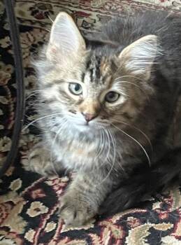 Kameko -  Domestic Long Hair Cat for Adoption in Newaygo, Michigan - Kameko | PetCurious