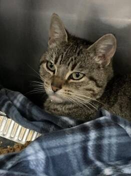 Domestic Short Hair Cats Available for Adoption in Burnsville, North Carolina - Flora | PetCurious