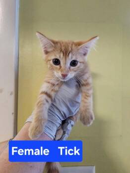 Tick -  Domestic Short Hair Cat for Adoption in Evansville, Indiana - Tick | PetCurious