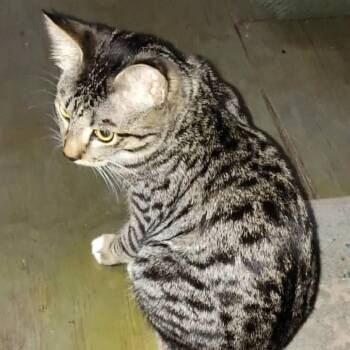 Domestic Short Hair Cats Available for Adoption in Gainesville, Florida - Oliver | PetCurious