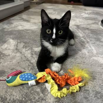 Domestic Short Hair Cats Available for Adoption - Monique | PetCurious
